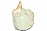 Otodus Shark Tooth Fossil in Rock - Morocco #376175-1